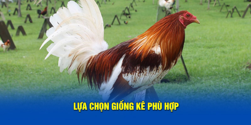 Cách nuôi gà đá lựa chọn giống kê phù hợp