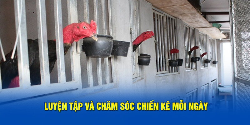 88CLB hướng dẫn luyện tập và chăm sóc chiến kê mỗi ngày