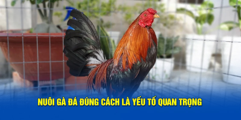 Nuôi gà đá đúng cách là yếu tố quan trọng